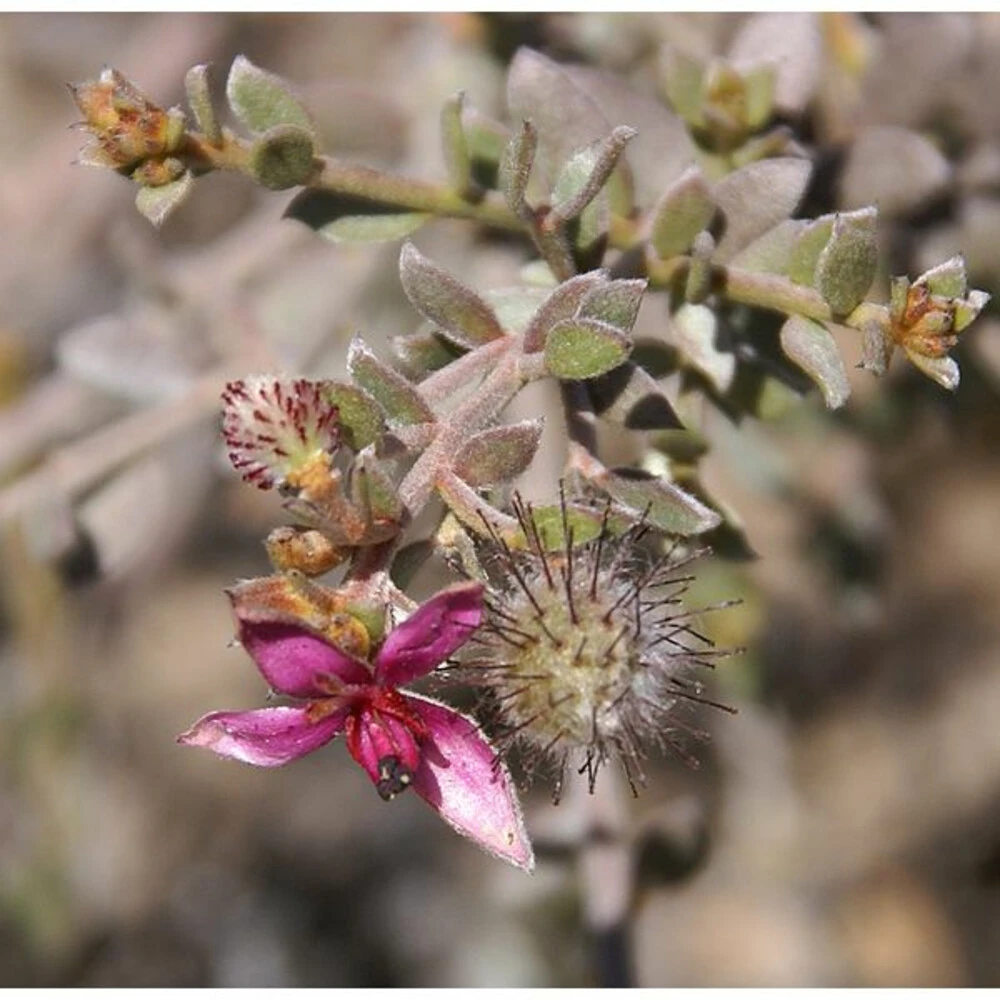 4x Weleda Tandpasta Ratanhia 5 4x Weleda Tandpasta Ratanhia - Afbeelding 3