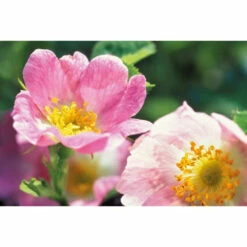 Weleda Gezichtscrème Light Wilde Rozen 9 Weleda Gezichtscrème Light Wilde Rozen -Garnier Winkel 761907 4