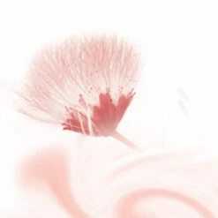 6x Kneipp Douchecreme Silky Secret 8 6x Kneipp Douchecreme Silky Secret -Garnier Winkel 975259 3