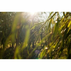 Weleda Reinigingsgel Wilg Zuiverend -Garnier Winkel 996780 4